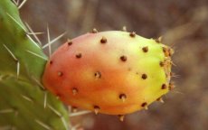 Marokko: na gevaarlijke munt nu ook zorgen om cactusvijg 