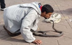 Marokko: slangenbezweerder doet toeriste chanteren in Marrakech