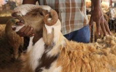 Marokko/Eid ul-Adha: autoriteiten strijden tegen valse diergeneesmiddelen