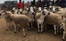 Eid ul-Adha: schapen heel duur in Marokko