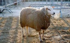 Eid ul-Adha: Marokkaanse huishouden steken zich in de schulden om schaap te kopen