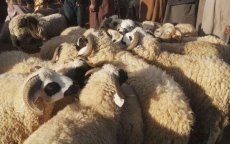Eid ul-Adha: autoriteiten Tanger nemen radicale beslissing