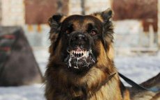 Marokko: meisje zwaargewond na aanval door zwerfhonden
