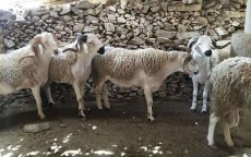 Eid ul-Adha loopt vreselijk af voor gezin in Marokko