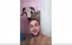 Marokkaan had selfie met schaap beter niet gemaakt... (video)