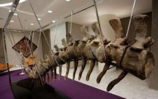 Marokko: resten dinosaurussen geplunderd