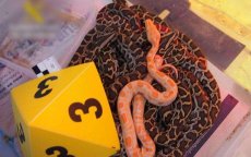 Spanje: organisatie die dieren naar Marokko smokkelde opgerold
