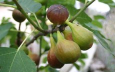 Marokko: mooie actie voor landbouwers in Berkane