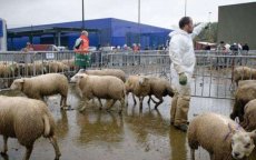 België: onverdoofd slachten nu ook in Wallonië verboden