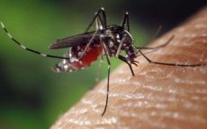 Marokkaan in Ivoorkust overlijdt na muggenbeet
