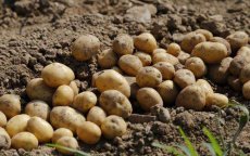 Marokko: 136 ton aardappelen vernietigd in Berkane