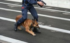 Marokko: politiehonden vinden 26 goudstaven