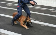 Marokko: politiehonden vinden 26 goudstaven