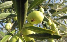 In Marokko verkochte olijfolie niet gevaarlijk