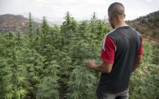 Zwitserland heeft oog op Marokkaanse cannabis