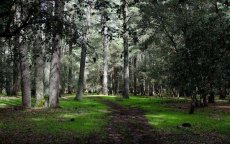 Marokko: duizenden hectares bomen aangeplant