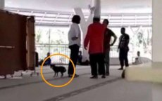 Vrouw in Indonesië voor de rechter na moskee met hond te zijn binnengelopen