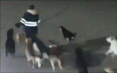 Marokko: kind verminkt door zwerfhonden