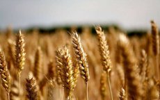 Marokko stelt voorraad graan veilig