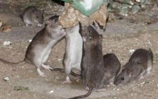 Casablanca gaat strijd aan met ratten