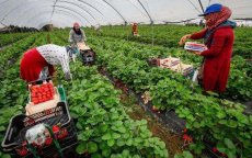 Zoveel verdienen Marokkaanse seizoenarbeidsters in Spanje