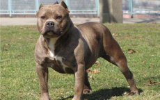 Marokko: politieman schiet gevaarlijke pitbull dood