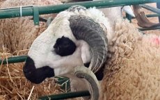 Marokko gereed voor Eid ul-Adha?