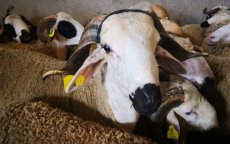 Eid ul-Adha Marokko: 7,2 miljoen dieren geregistreerd