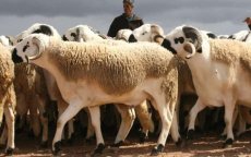 Eid ul-Adha Marokko: prijs schaap bekend