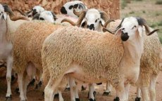 Marokko: prijs voor slachten schaap bekend