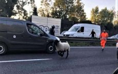 Frankrijk: schaap Eid ul-Adha ontsnapt op snelweg
