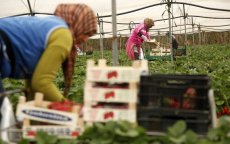 Spanje wil niet meer afhankelijk zijn van Marokkaanse seizoenarbeiders