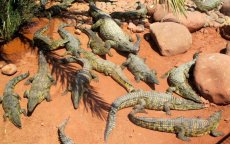 Zeldzame gebeurtenis in Crocoparc Agadir