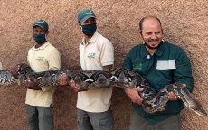 Grootste slang van Marokko leeft in Agadir