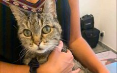 In Frankrijk verdwenen kat in Casablanca teruggevonden