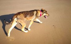 Pasja Tetouan verliest zaak tegen baasje hond