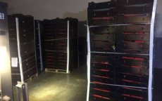 Tanger: 11,4 ton drugs gevonden in lading landbouwproducten