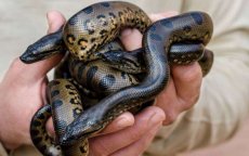 Agadir Crocoparc: geboorte van 27 anaconda's