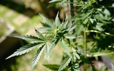 Marokko stap verwijderd van legalisering cannabis
