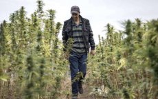 Marokko: cannabisteelt kan miljard dollar per jaar opbrengen