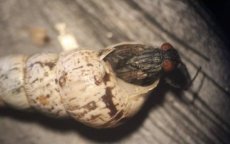 Marokkaanse vlieg gaat gewassen in Australië redden