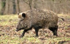 Wilde zwijnen verwoesten begraafplaatsen in Marokko