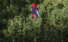 Marokko: legalisering cannabis goed voor 10 miljard euro per jaar