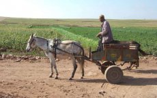 Merendeel Marokkanen bezorgd over klimaatverandering