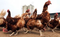 Marokko bedreigd door vogelgriep in Algerije