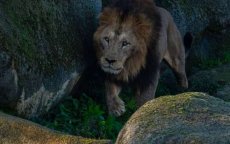 Marokkaanse leeuw Volcan vindt zijn plek niet in dierentuin Parijs