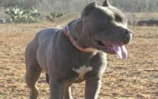Gevaarlijke honden verboden in Marokko 