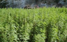 Marokko: goedkeuring cannabiswet uitgesteld