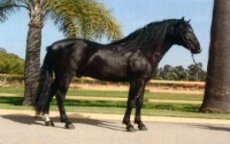 Berber paard uit Marokko