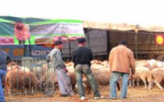 Zelfverbrandingen vanwege schaap in Marrakech en Oujda